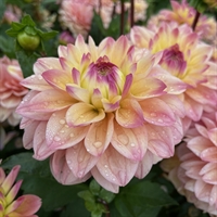 Dahlia Princess Elisabeth